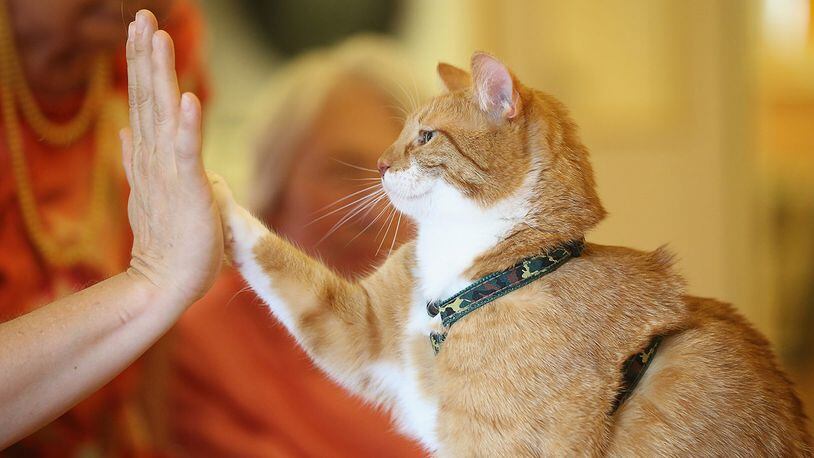Mogli lifts a paw to touch the palm of his owner, Eva Kullmann, as facility residents look on during the cat's weekly visit at the Lutherstift senior care facility on August 6, 2014, in Berlin, Germany.