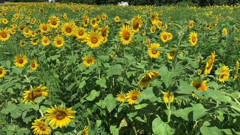 Springfield Sunflower Field
