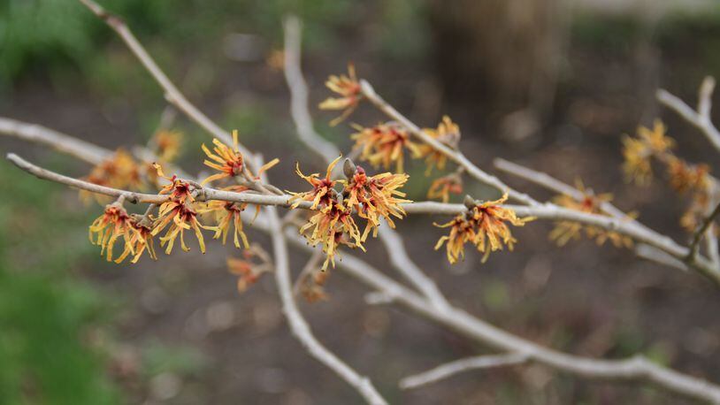 Flowers of witch hazels are excellent for early spring pollinators. CONTRIBUTED/PAMELA BENNETT