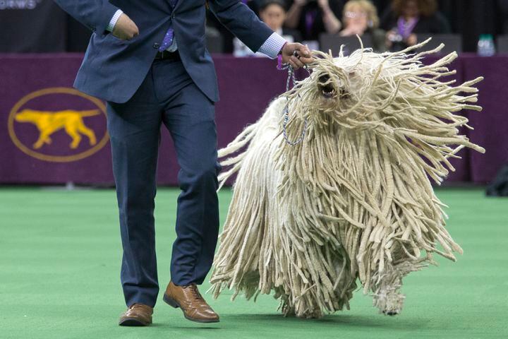 140th Westminster Kennel Club Dog Show