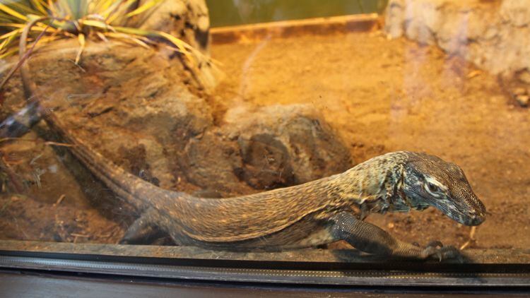 New Komodo Dragon at SF Zoo
