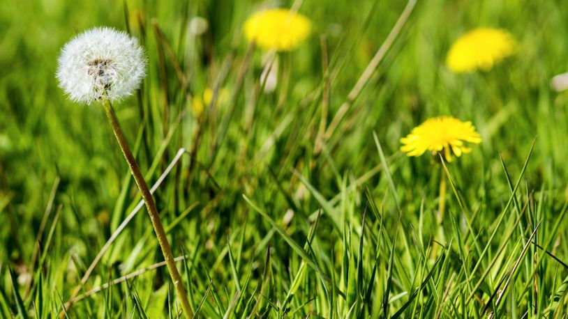 If you spot any bumble bees in the dandelions, watch for termites to swarm around your house. CONTRIBUTED
