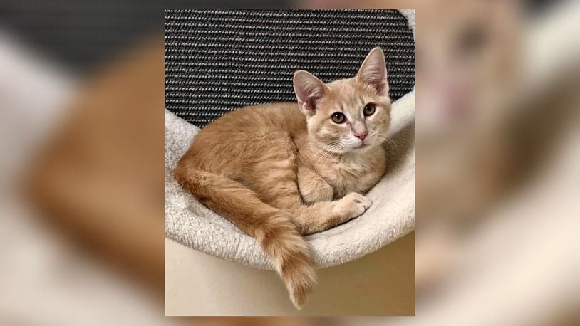 Jessie James is a 3-1/2-month-old male orange tabby. He is full of character, this one. He loves to play but also likes his nap time. Jessie will do great in just about any home. Stop by and meet him at the Paws Animal Shelter, 1535 West U.S. Highway 36, Urbana. Check out PAWS at www.pawsurbana.com, on Facebook at www.facebook.com/paws.urbana, on Petfinder at petfinder.com or call 937-653-6233. PAWS is in need of volunteers and foster homes. CONTRIBUTED