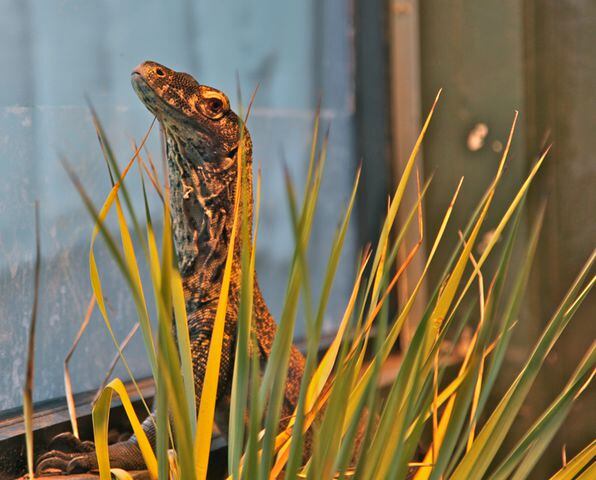 New Komodo Dragon at SF Zoo