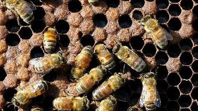 The OSU Extension, in partnership with the Master Gardener volunteers of Clark County, will offer a two-day beginner’s beekeeping course. Marshall Gorby/Staff