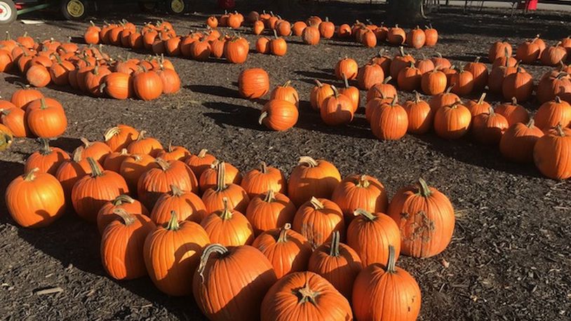 This summer’s weather created perfect growing conditions for pumpkins, growing a bumper crop of thousands of at Young’s Jersey Dairy near Yellow Springs. The pumpkins will be available until the end of October. GABRIELLE ENRIGHT/STAFF