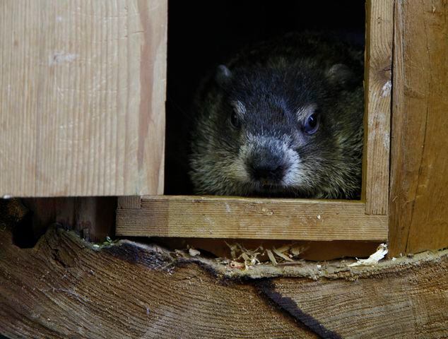 Groundhog Day at the Boonshoft