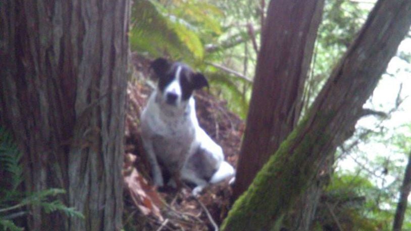 A 64-year-old man died while hiking and his dog stayed by his side until search-and-rescue crews found them. (Photo: Pierce County Sheriff's Office)