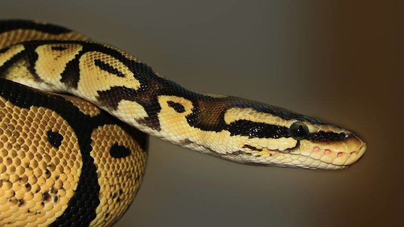 A baby ball python was curled up inside the outdoor air-conditioning unit of a Mississippi home.