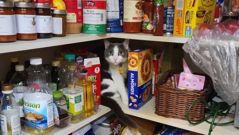 Pip in the pantry playing a hidden objects game. KARIN SPICER/CONTRIBUTED