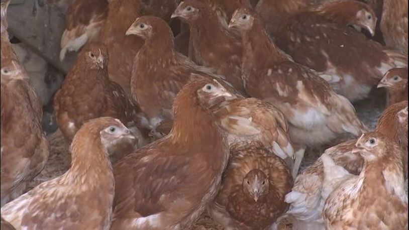About 500 chickens were stolen from Skagit River Ranch. (Photo: KIRO7.com)