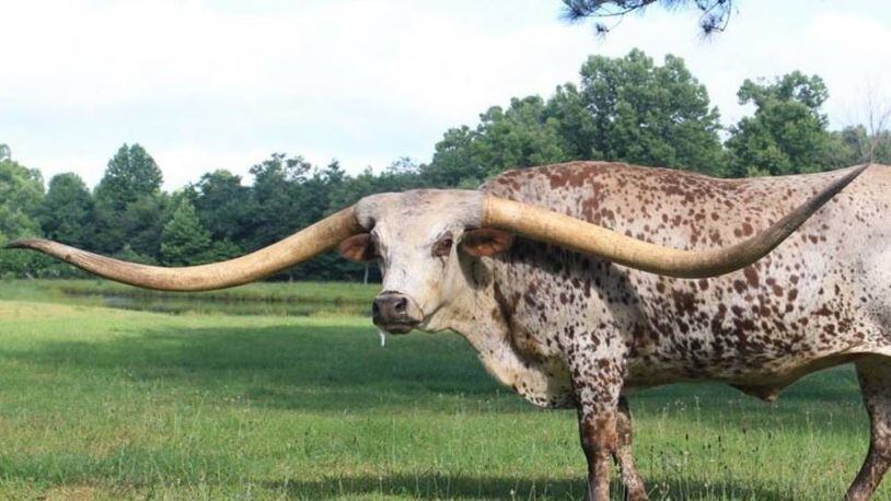 Poncho Via, a 7-year-old Texas longhorn, now officially has the widest horn span of any steer.