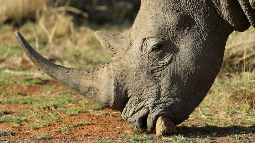 A white rhino, like the one pictured, was recently caught on video charging at a group of tourists in South Africa.