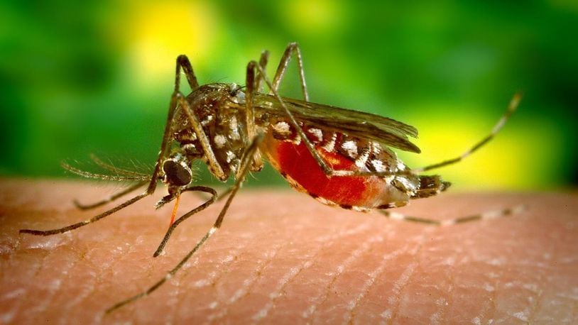 A mosquito bite can become swollen and even cause fevers among children.