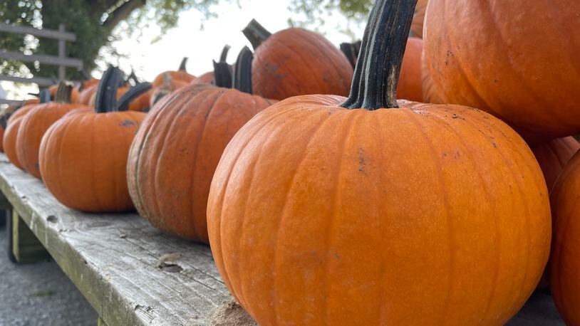 Young’s Jersey Dairy is kicking off the fall season this weekend on the farm with pick your own pumpkins, a corn maze, wagon rides, a wool gathering and more.