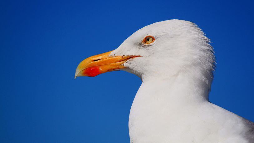 A seagull that’s grown fascinated with a traffic camera in London has become a hit on social media.