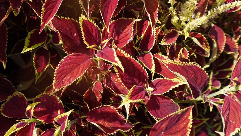 Coleus Ruby Heart has 2-inch elongated heart-shaped leaves and stunning color. CONTRIBUTED