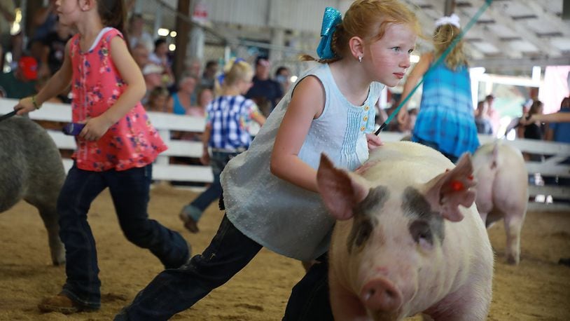 Kinley Neff, 6, pushes her pig as she tries to get it to move in the right direction Friday during the Junior Showmanship competition in the swine arena at the Clark County Fair. BILL LACKEY/STAFF