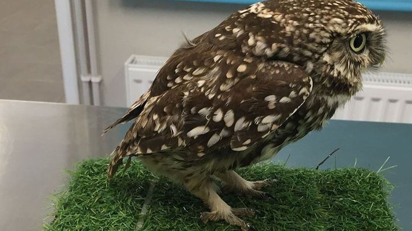 An obese owl thought to be injured and unable to fly was just too fat to take flight, officials with a bird sanctuary said. (Courtesy Suffolk Owl Sanctuary/Courtesy Suffolk Owl Sanctuary)