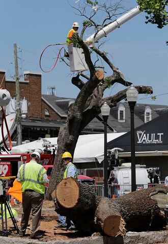 Poisoned trees big part of Auburn tradition