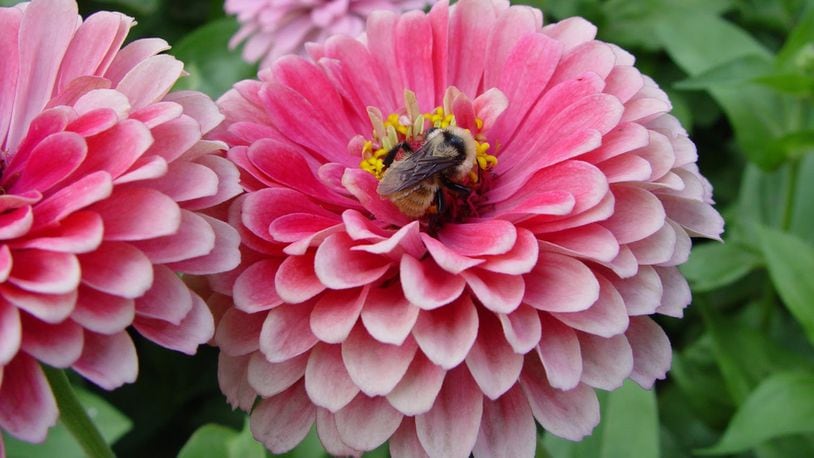 Floriferous zinnias produce masses of flowers over a very long season in a huge range of colors.