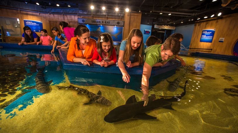 Shark Summer at Newport Aquarium in Newport, Ky. runs May 27-Sept. 11, 2022. Visitors will have the chance to touch sharks. CONTRIBUTED