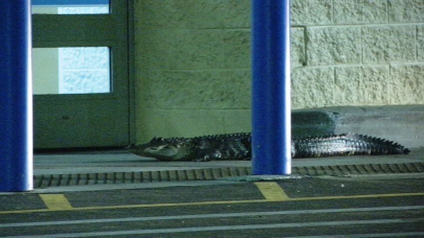 Gator at Apopka Walmart
