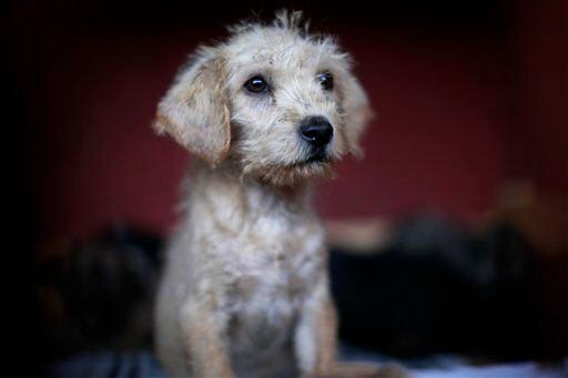A puppy that was caught near the site of four fatal maulings sits inside a cage at a city dog pound in Mexico City.