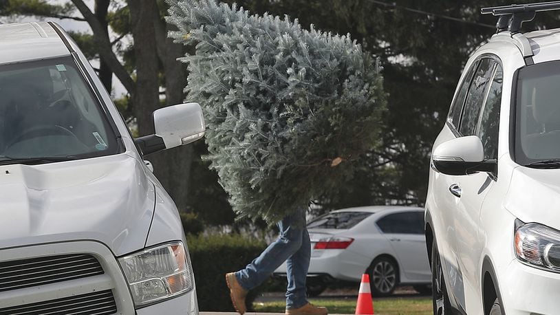 A customer carries the tree they just cut to their car at Carl & Dorothy Young's Christmas Tree Farm on Nov. 27. Residents in Clark and Champaign counties have several options for disposing of their live Christmas trees. BILL LACKEY/STAFF