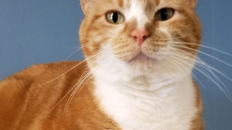 Punkin is the Champaign County Pet of the Week from Paws Animal Shelter.