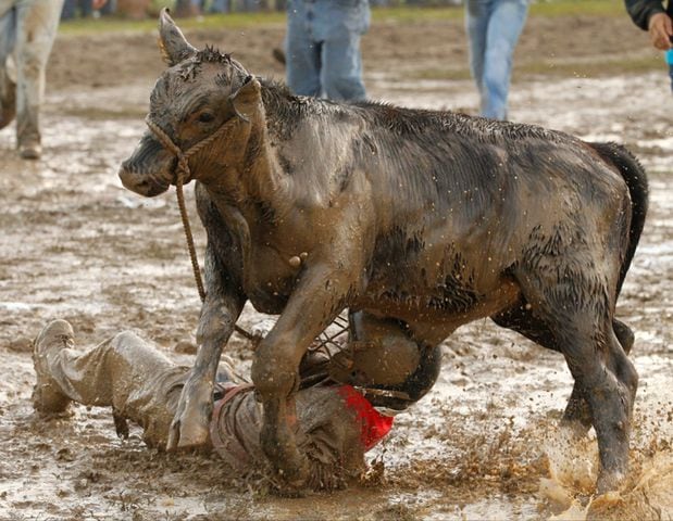 Clark County Fair - Calf Scramble