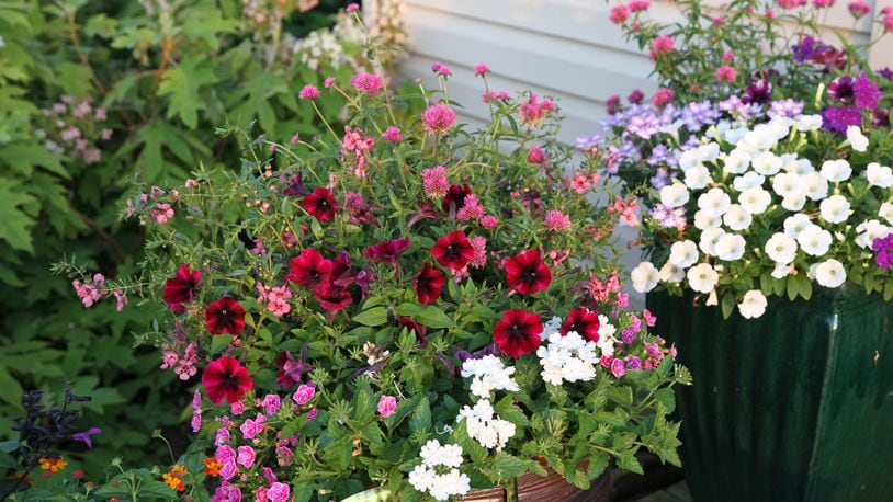 Keep your containers looking great all summer with regular water and fertilizer. CONTRIBUTED