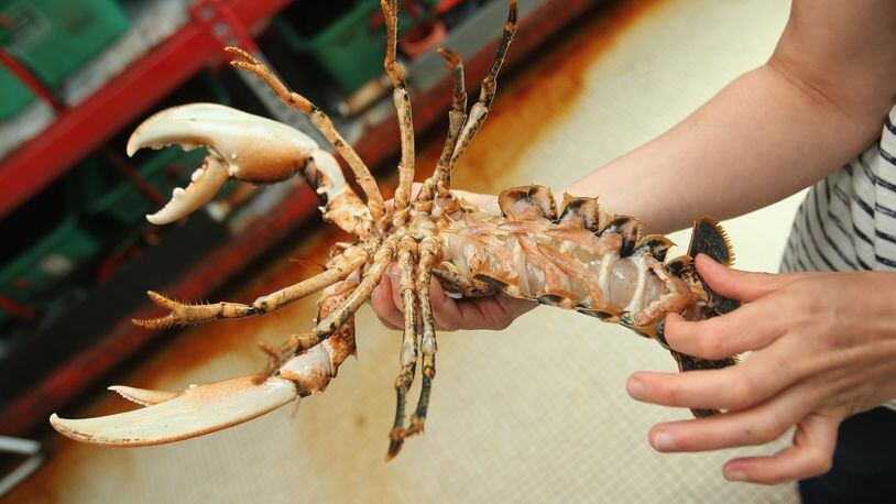 Lobsters are a common catch in Maine, but a rare yellow one was caught off the coast on Wednesday.