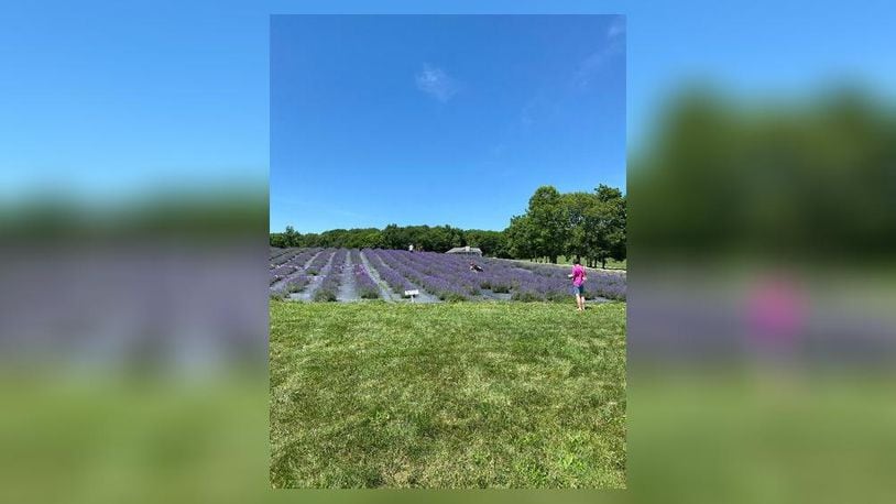 Sunset Ridge Lavender Farm in Enon will be one of the featured spots where visitors can pick lavender and try lavender lemonade as part of the 29th annual WASSO Garden Tour.