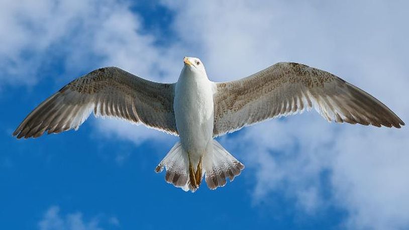 File photo of a seagull.