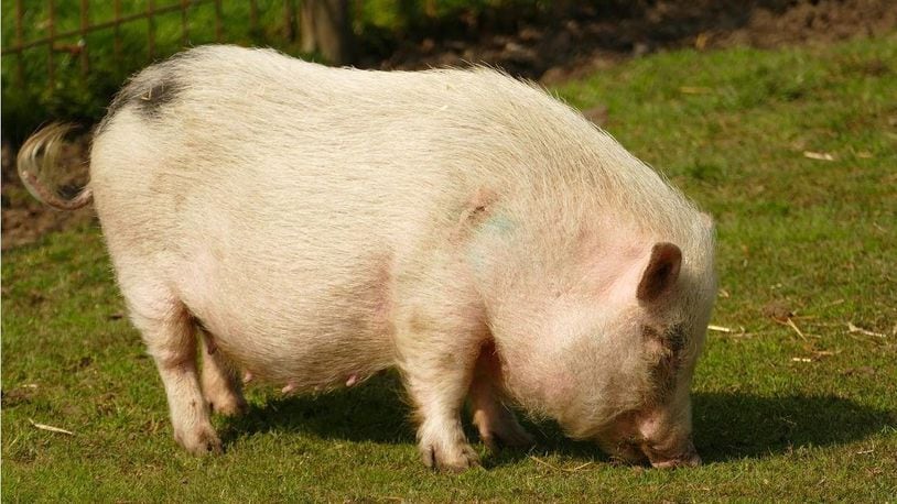 A pair of pot-bellied pigs were frightened by fireworks on Thursday and ran away from their Iowa home.