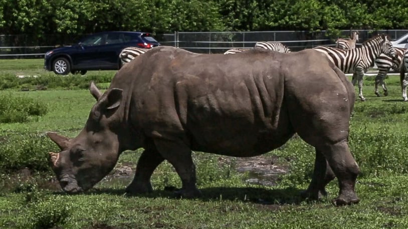 Lissa, a 3,600-pound white rhino at roams the grounds at  Lion Country Safari, June 15, 2017. Lissa is a cancer survivor, has had eight surgeries over the past four years to remove a large tumor from her horn. She is alive and doing well. (Greg Lovett / The Palm Beach Post)