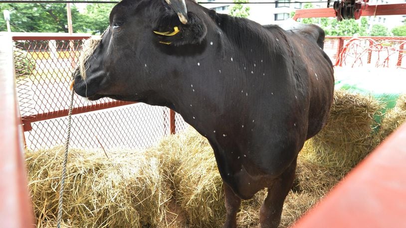 A black cow had to be subdued after the animal attacked a woman and sheriff's deputy in Arizona.
