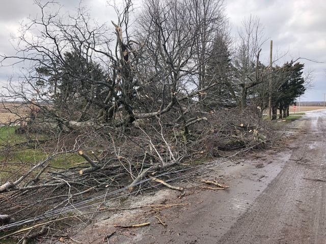 Trees felled by strong winds