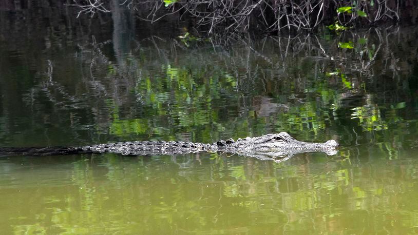 Stock photo of an alligator.