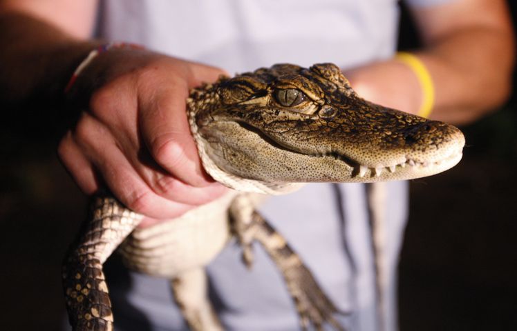 Pet alligator confiscated in Dayton