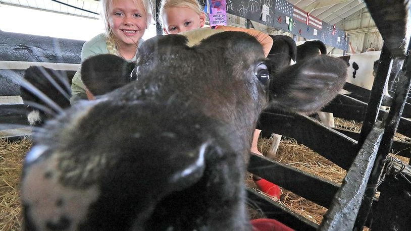 Graci Sehen, 9, left, and her sister, Daisy, play with a curious calf that was born in May Tuesday at the Clark County Fair. BILL LACKEY/STAFF