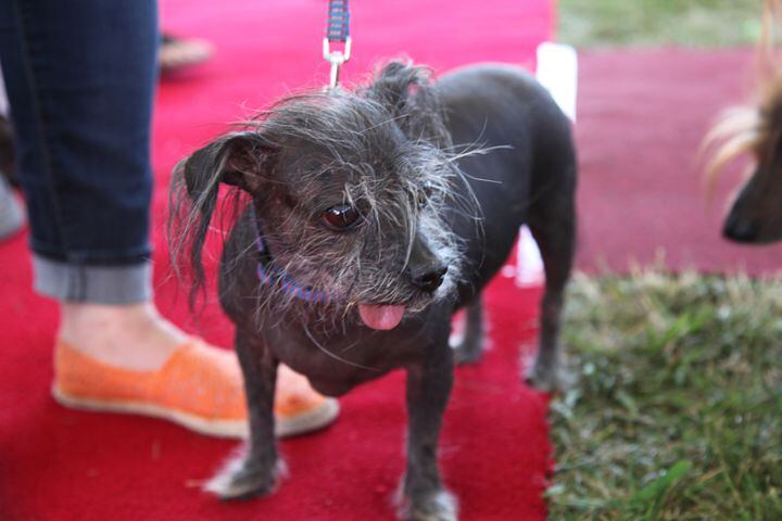 Contestants from the 2013 World's Ugliest Dog contest