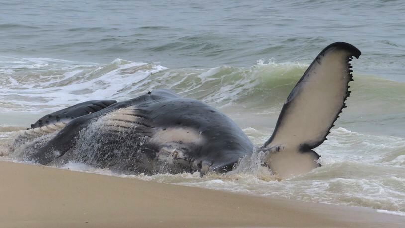 A dead humpback whale rolls in the surf in Long Beach Township on New Jersey's Long Beach Island on Thursday, April 11, 2024. On Friday, a marine animal rescue group that examined the animal said it sustained numerous blunt force injuries including a fractured skull. (AP Photo/Wayne Parry)