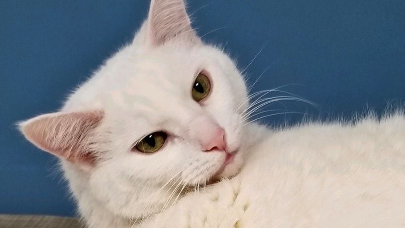 Miss Kittie is the Champaign County Pet of the Week from the Paws Animal Shelter.