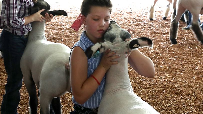 Taylor Workman, 10, shows her Champion lamb during the Clark County Fair Monday. BILL LACKEY/STAFF
