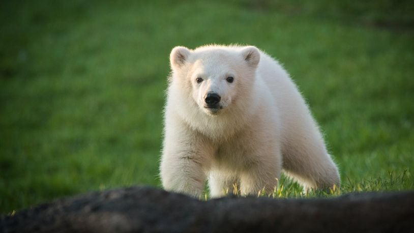 Go see Nora, the Columbus Zoo's adorable polar bear club. (Source: Columbus Zoo/Facebook)