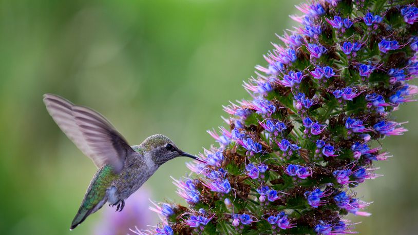 Look for the arrival of hummingbirds. CONTRIBUTED