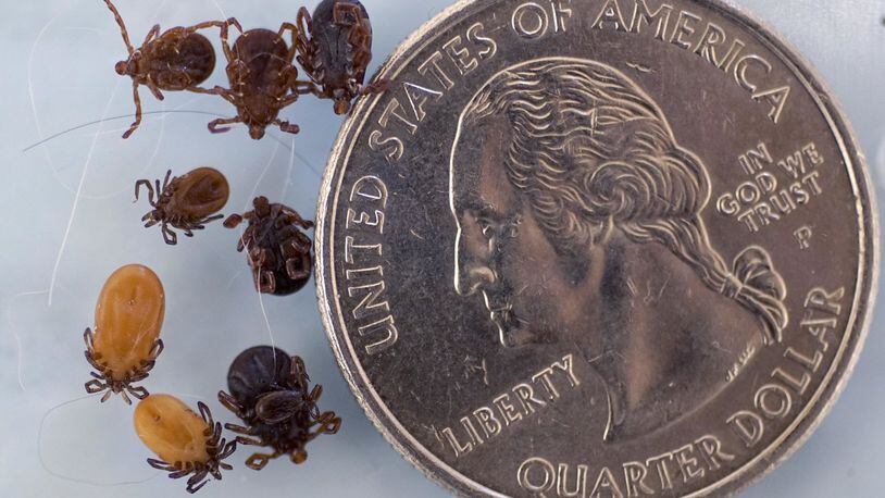 Lyme disease is one of the diseases that ticks can carry. BEN GARVER/THE BERKSHIRE EAGLE VIA AP