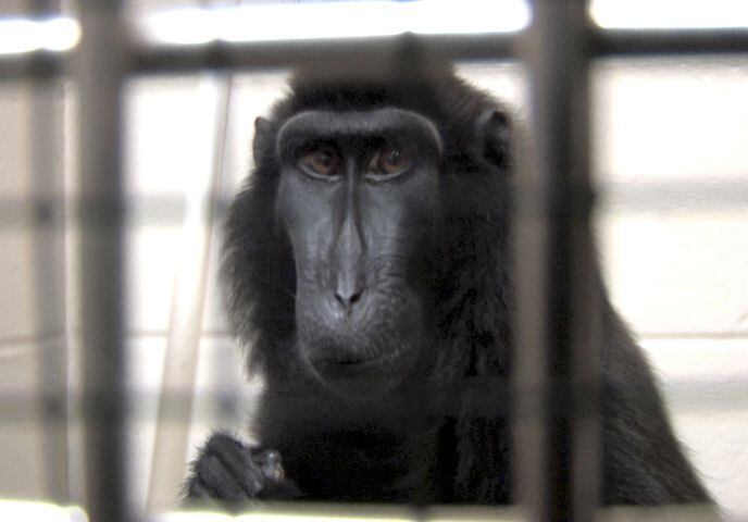 5 exotic animals will be returned to owner’s widow